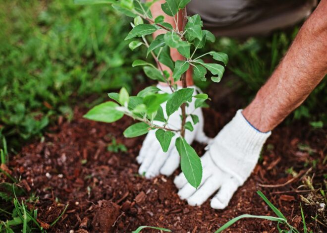 A Beginner’s Guide to Home Gardening