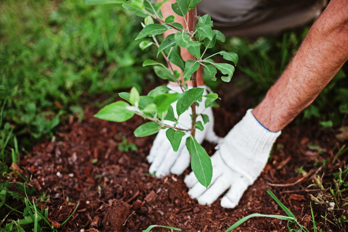 A Beginner’s Guide to Home Gardening