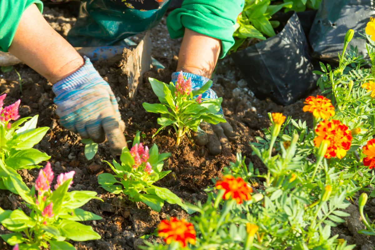 Budget Garden Ideas: Transform Your Outdoor Space Without Spending a Fortune